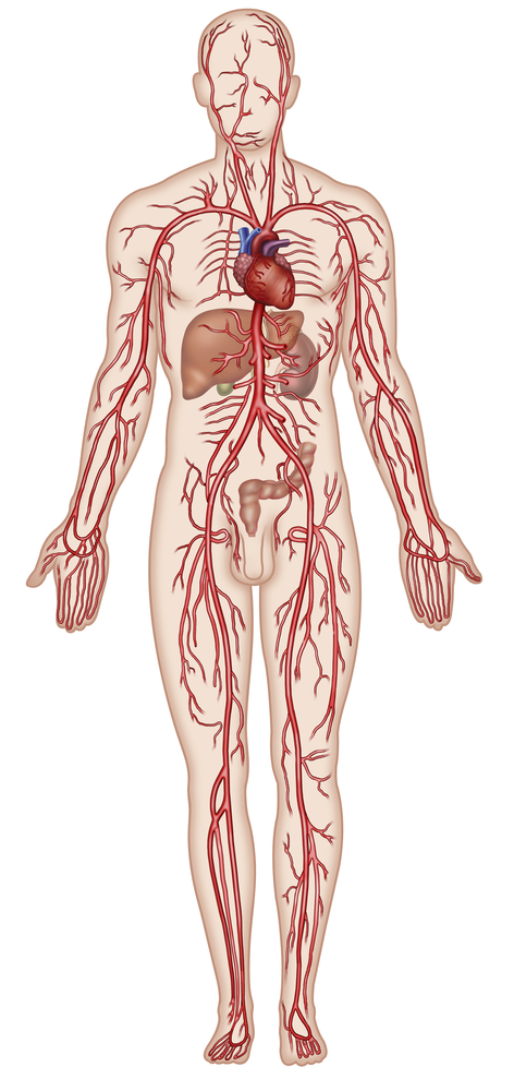 SS - arterial system