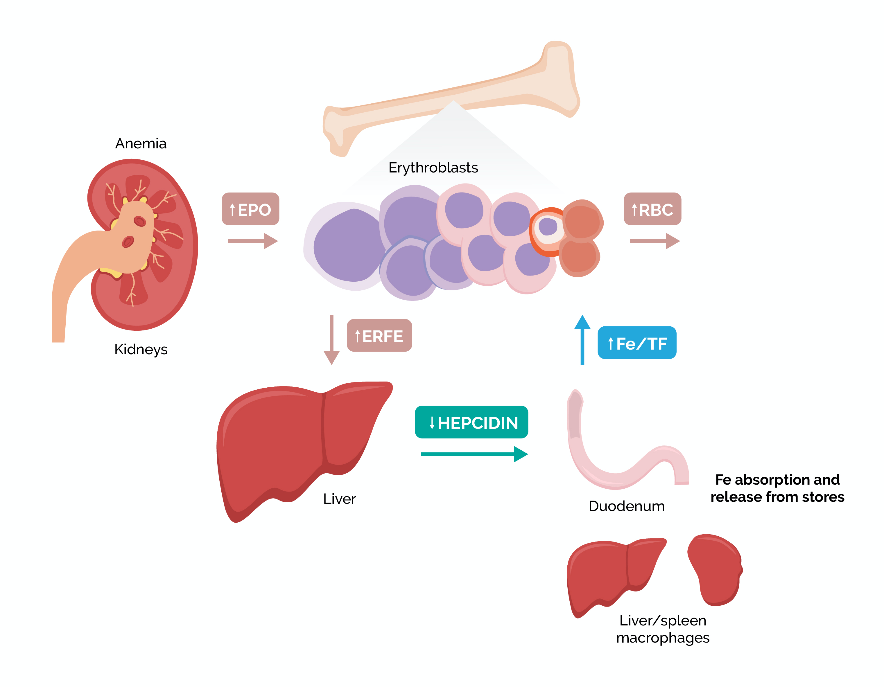 Adapted from R Coffey and T Ganz. Erythroferrone: An Erythroid Regulator of Hepcidin and Iron Metabolism.<br> Hemasphere. 2018 Mar-Apr; 2(2): e35.